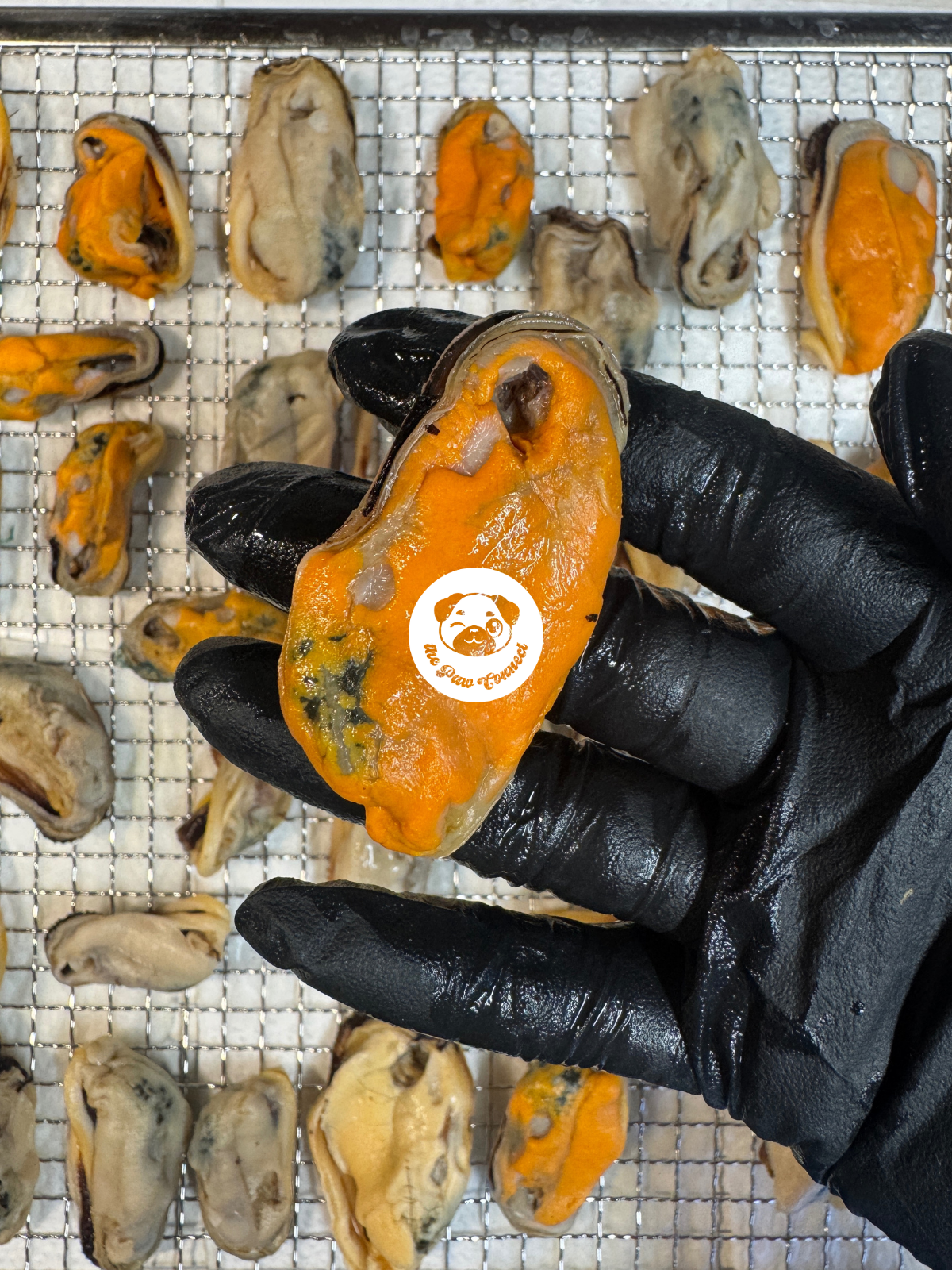 Green Lipped Mussels