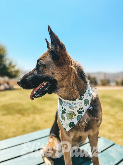 Paws & Plants