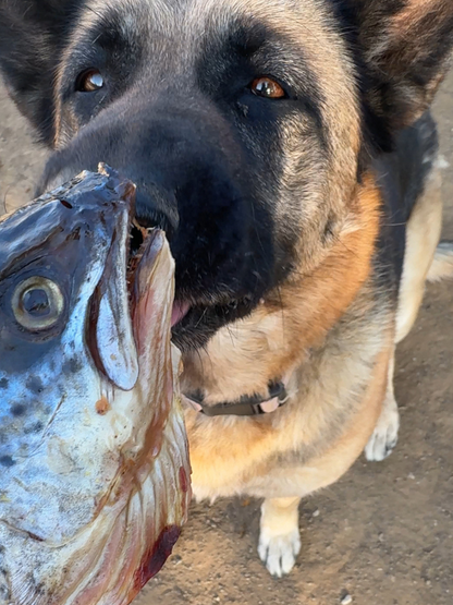 Wild Salmon Head